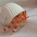 Strawberry Hermit Crab - Photo (c) Simon Nicholas, some rights reserved (CC BY-NC), uploaded by Simon Nicholas