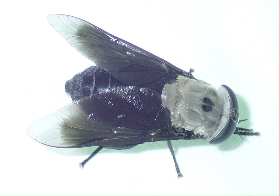 Hippo Fly