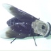 Hippo Fly - Photo (c) Robert Taylor, some rights reserved (CC BY), uploaded by Robert Taylor