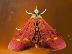Pyrausta pseuderosnealis