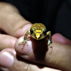 Pristimantis viejas