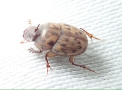 Onthophagus variegatus