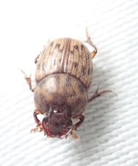 Onthophagus variegatus