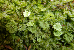 Hypopterygium didictyon