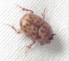 Onthophagus variegatus