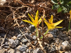 Sternbergia lutea greuteriana