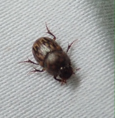 Onthophagus variegatus