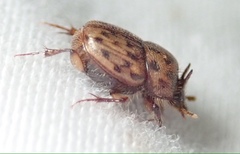 Onthophagus variegatus