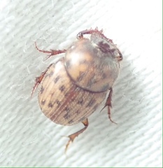 Onthophagus variegatus