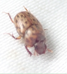 Onthophagus variegatus