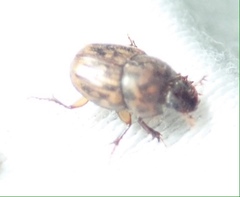 Onthophagus variegatus