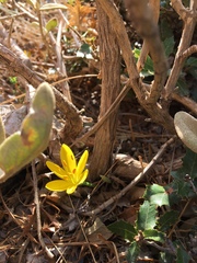 Sternbergia lutea greuteriana