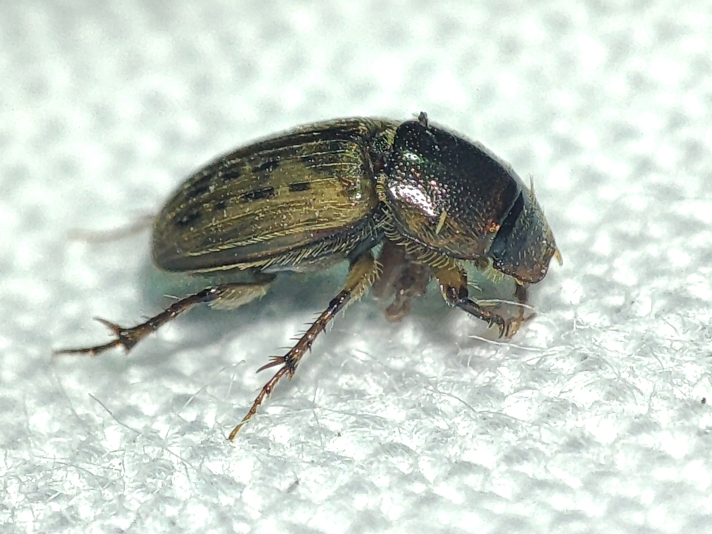 Euheptaulacus sus
