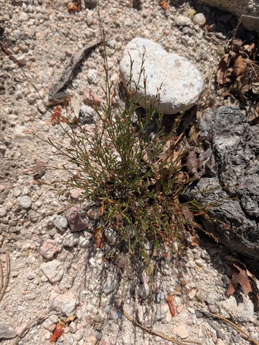 Douglas' knotweed (Polygonum douglasii)