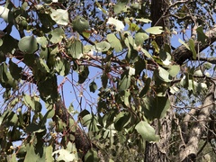Eucalyptus populnea