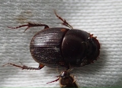 Onthophagus vinctus