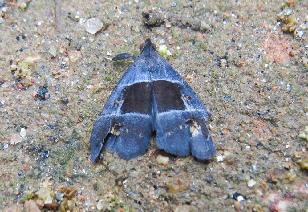 Lascoria leucorhabdota