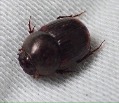 Onthophagus vinctus