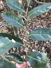 Diospyros fasciculosa