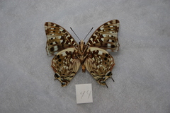 Charaxes etesipe abyssinicus