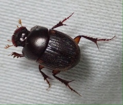 Onthophagus vinctus