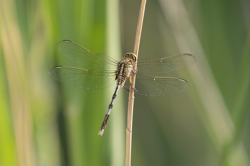 Slender Skimmer