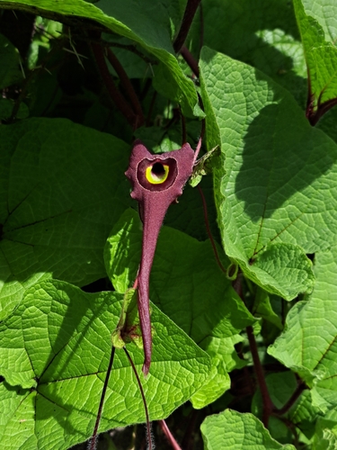 Jalisco Dutchman's pipe (Aristolochia foetida)