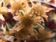 Sphagnum angustifolium