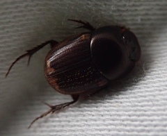 Onthophagus vinctus