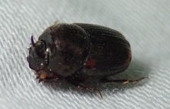 Onthophagus vinctus