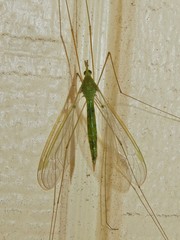 Leptotarsus virescens