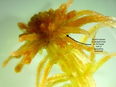 Sphagnum angustifolium