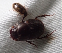 Onthophagus vinctus