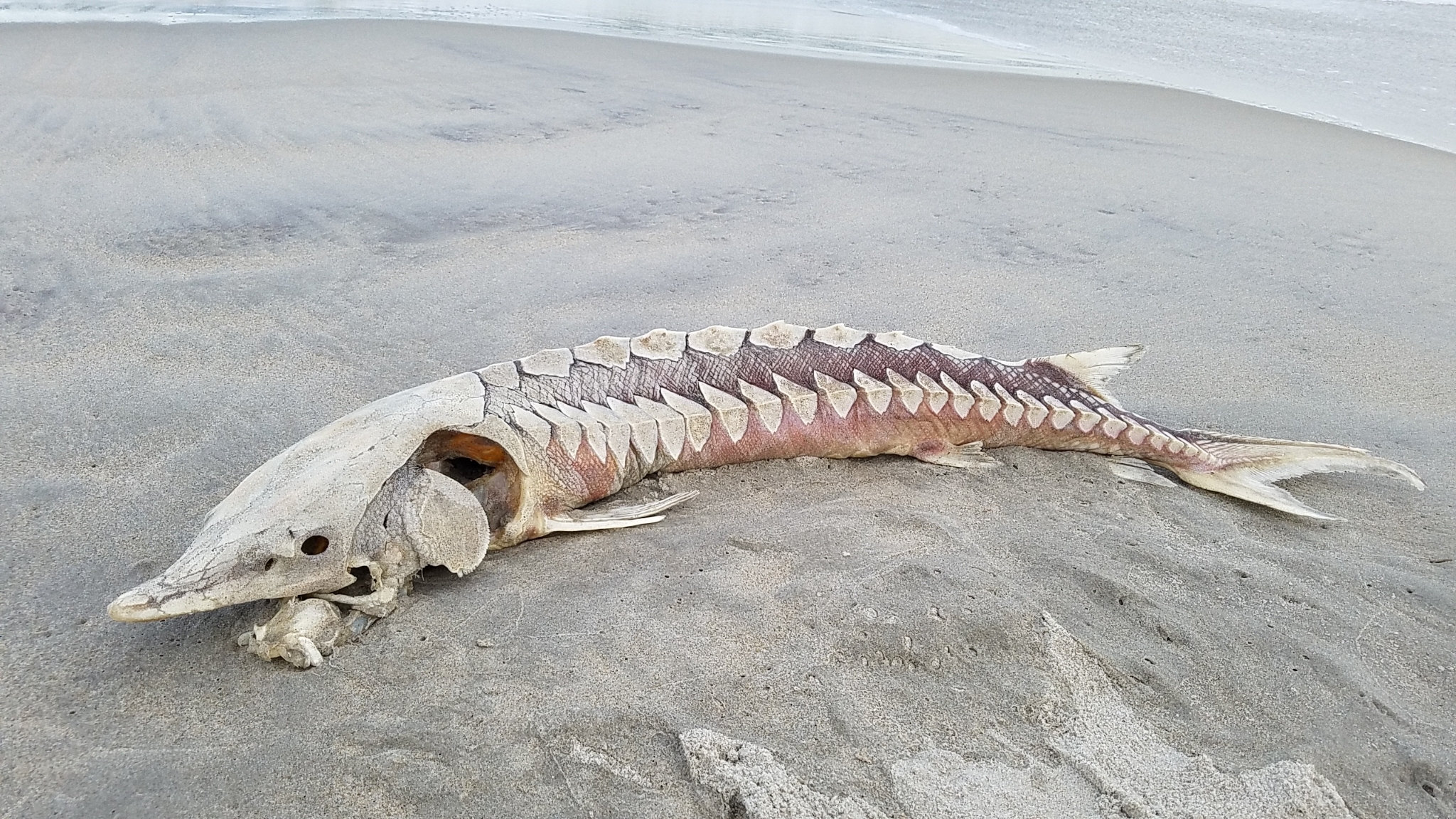 Sturgeons (Family Acipenseridae) · iNaturalist