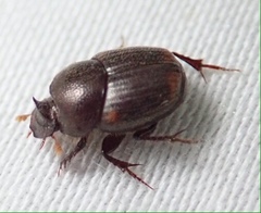 Onthophagus vinctus