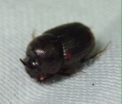 Onthophagus vinctus