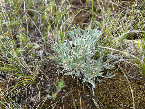 Threeleaf Milkvetch