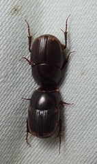 Onthophagus vinctus