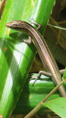Emoia cyanura