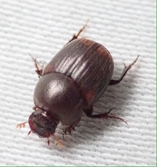 Onthophagus vinctus
