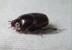 Onthophagus vinctus