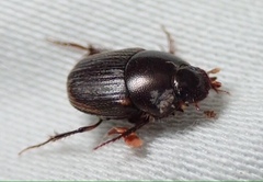 Onthophagus vinctus
