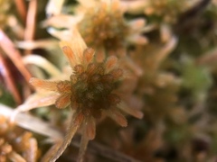 Sphagnum angustifolium