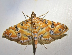 Ommatospila narcaeusalis