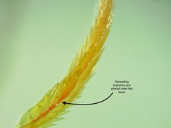 Sphagnum angustifolium