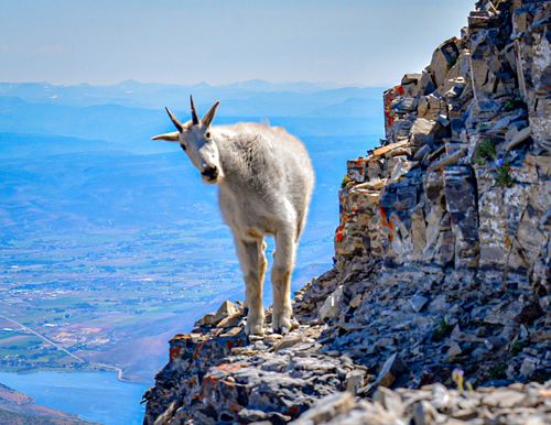 Mountain Goat photographed in Utah