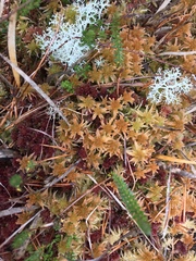 Sphagnum angustifolium
