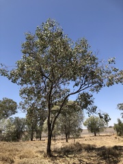 Eucalyptus populnea