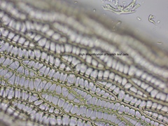 Sphagnum angustifolium