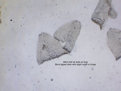 Sphagnum angustifolium